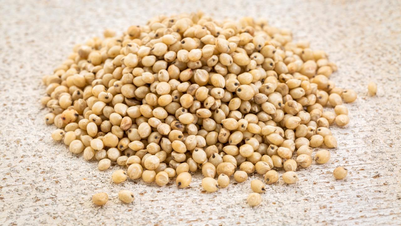 Sorghum